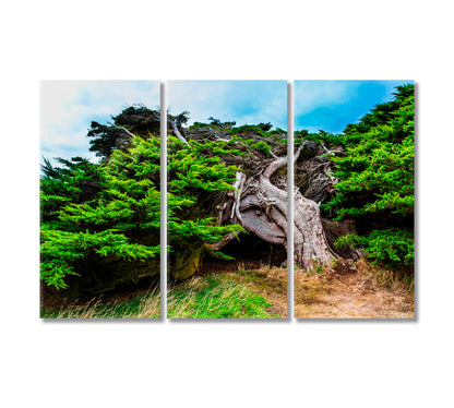 New Zealand Horizontal Forest Canvas Print-Canvas Print-CetArt-3 Panels-36x24 inches-CetArt