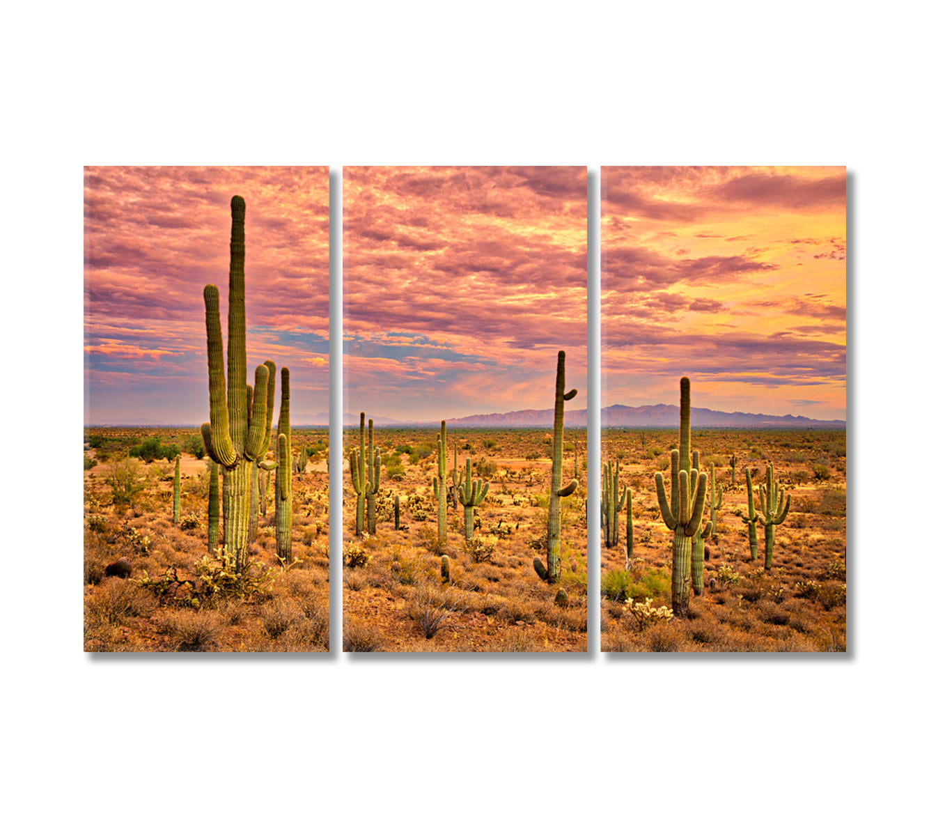 Sonoran Desert Mexico Canvas Print-Canvas Print-CetArt-3 Panels-36x24 inches-CetArt