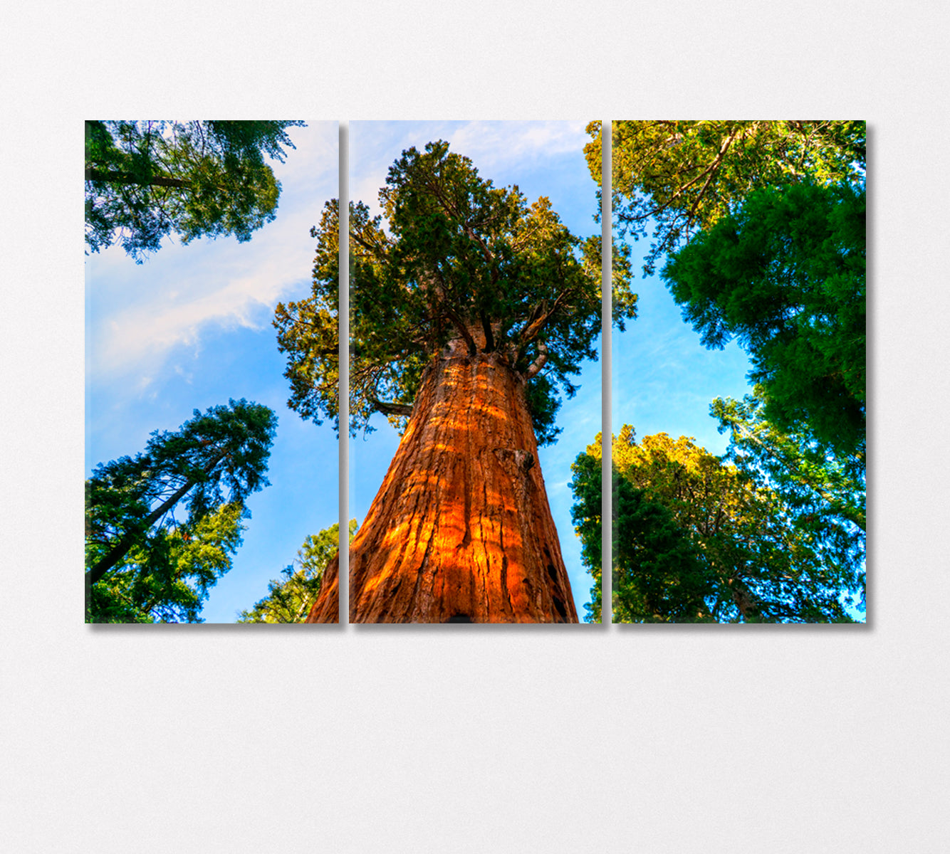 Sequoia National Park California United States Canvas Print-Canvas Print-CetArt-3 Panels-36x24 inches-CetArt