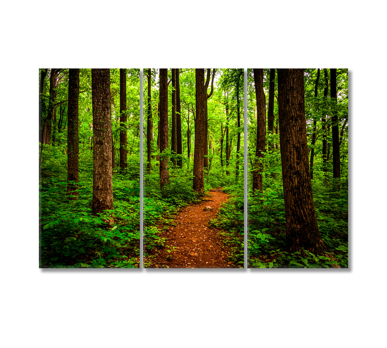 Trail Through Forest Shenandoah National Park Virginia Canvas Print-Canvas Print-CetArt-3 Panels-36x24 inches-CetArt