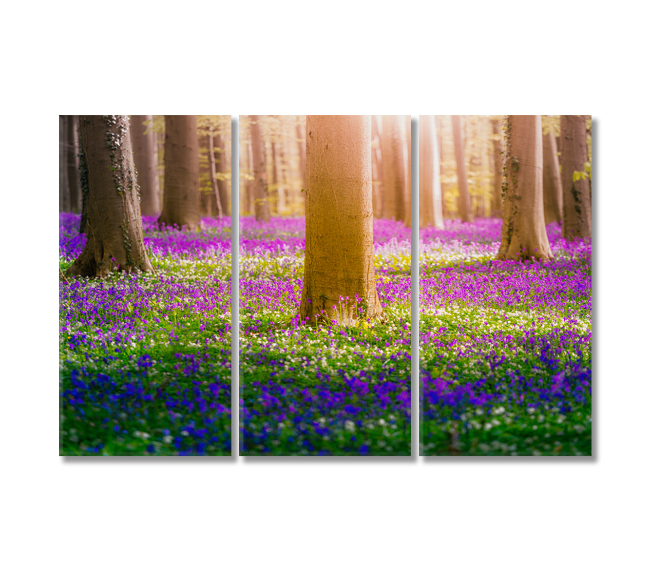 Bluebell Flowers in Hallerbos Forest Belgium Canvas Print-Canvas Print-CetArt-3 Panels-36x24 inches-CetArt