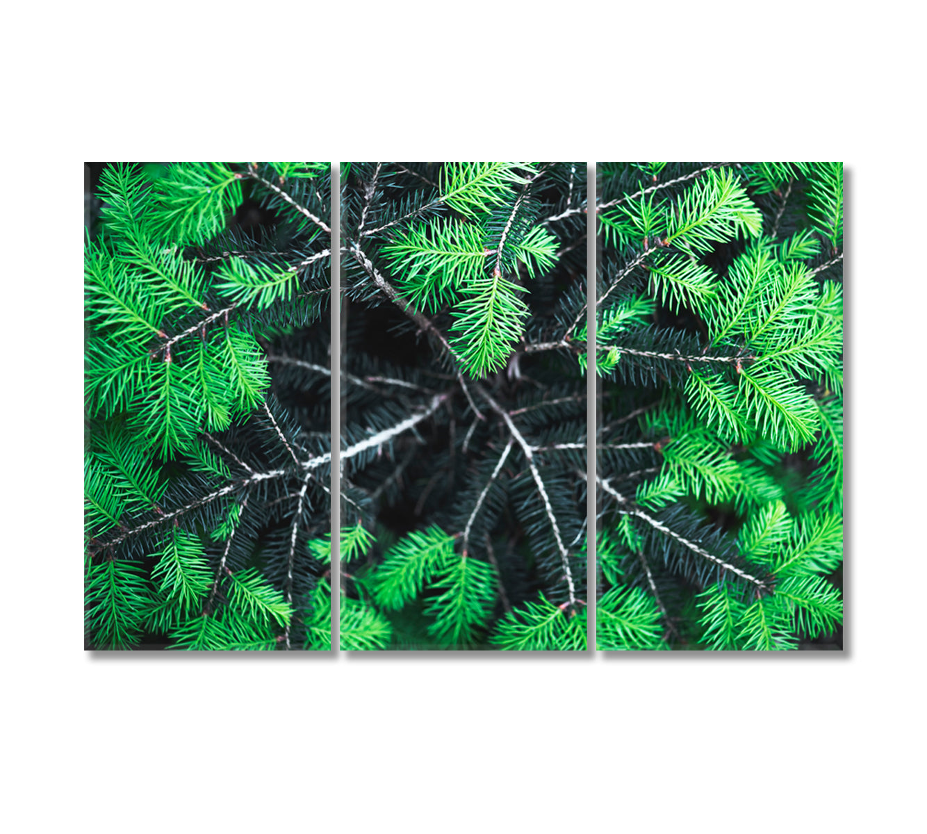 Green Spruce Needles Canvas Print-Canvas Print-CetArt-3 Panels-36x24 inches-CetArt