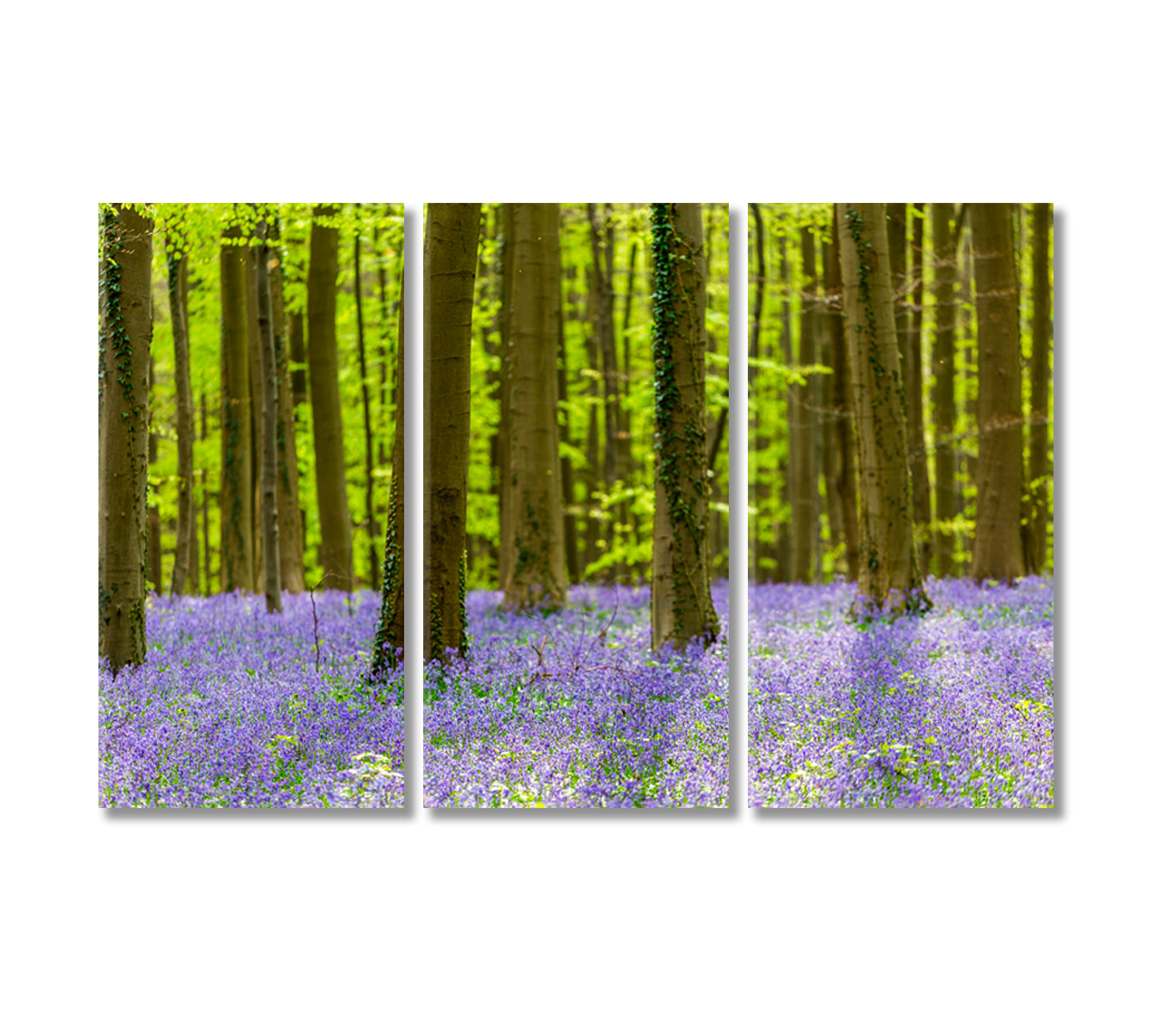 Bluebells Flowers in Hallerbos Forest Bruxelles Belgium Canvas Print-Canvas Print-CetArt-3 Panels-36x24 inches-CetArt