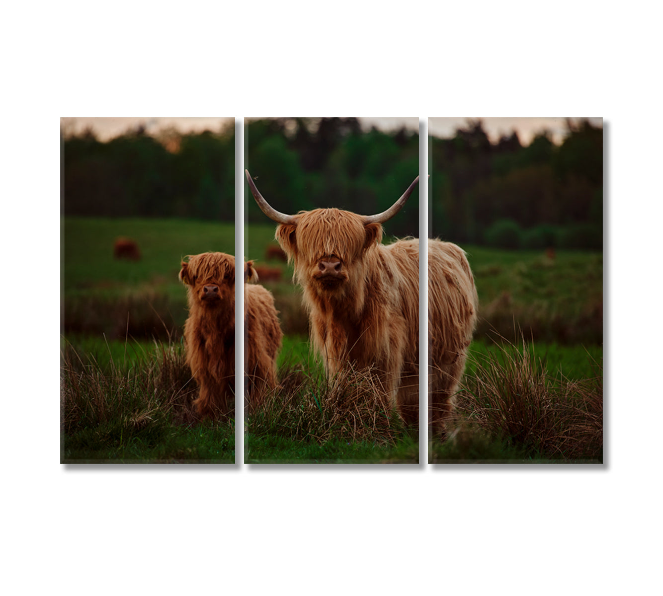 Highland Cow Mother and Calf In a Field Canvas Print-Canvas Print-CetArt-3 Panels-36x24 inches-CetArt