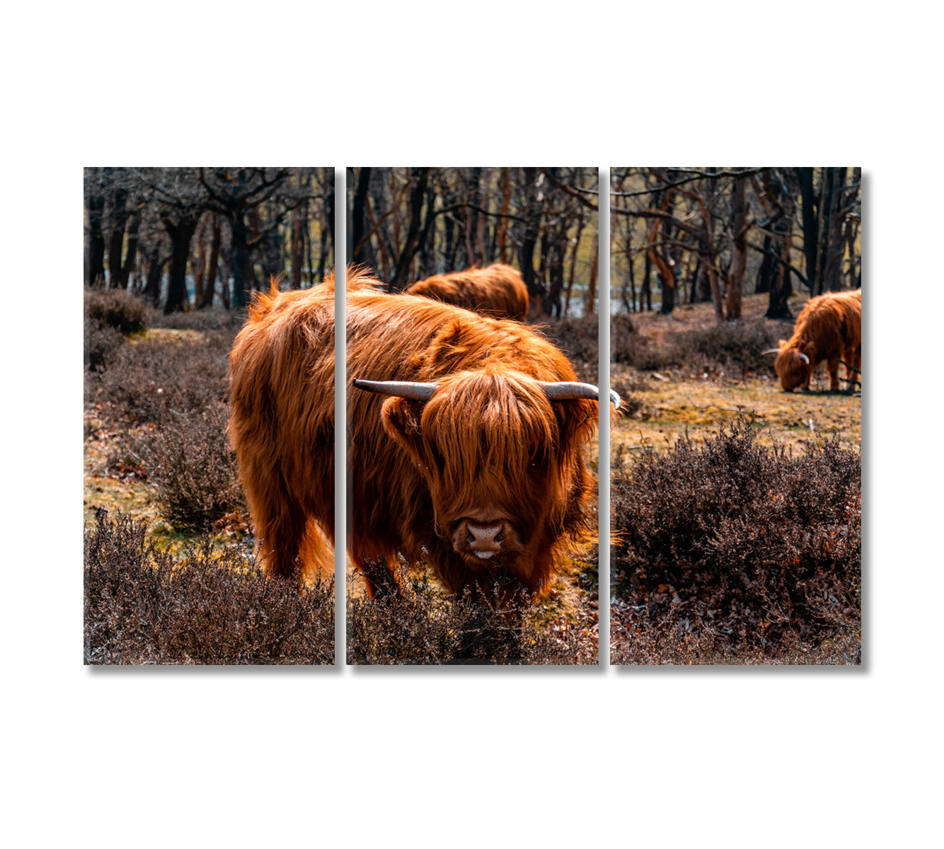 Highland Cattle Grazing Canvas Print-Canvas Print-CetArt-3 Panels-36x24 inches-CetArt