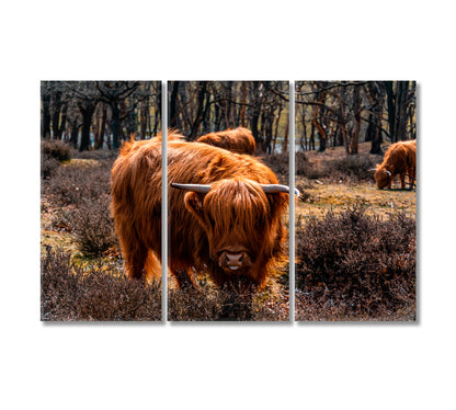 Highland Cattle Grazing Canvas Print-Canvas Print-CetArt-3 Panels-36x24 inches-CetArt