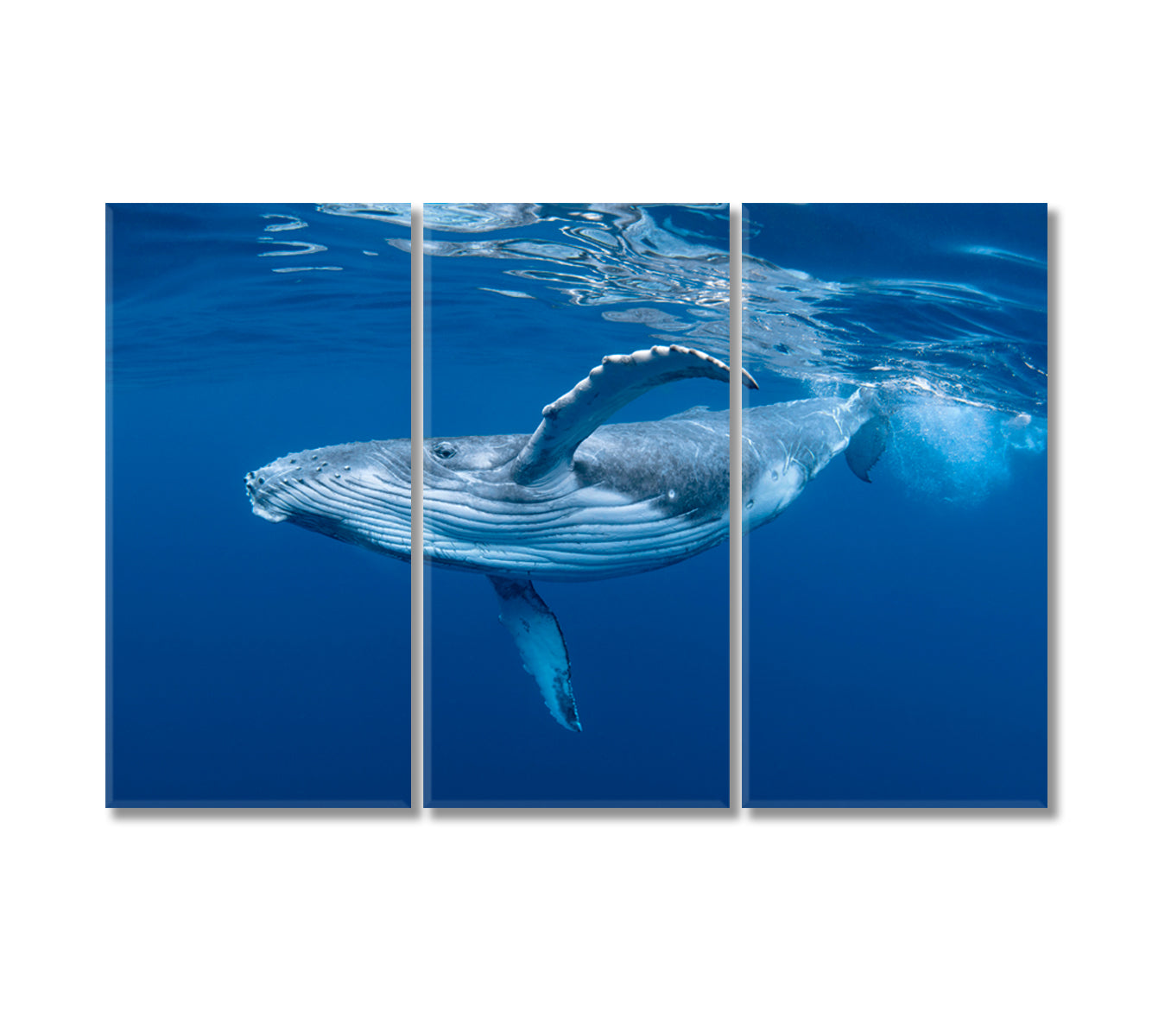 Humpback Whale Cub in Blue Water Canvas Print-Canvas Print-CetArt-3 Panels-36x24 inches-CetArt