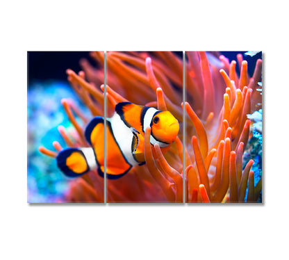Bright Clownfish in Anemone Canvas Print-Canvas Print-CetArt-3 Panels-36x24 inches-CetArt