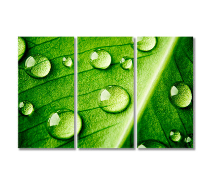 Green Leaf with Water Drops Canvas Print-Canvas Print-CetArt-3 Panels-36x24 inches-CetArt