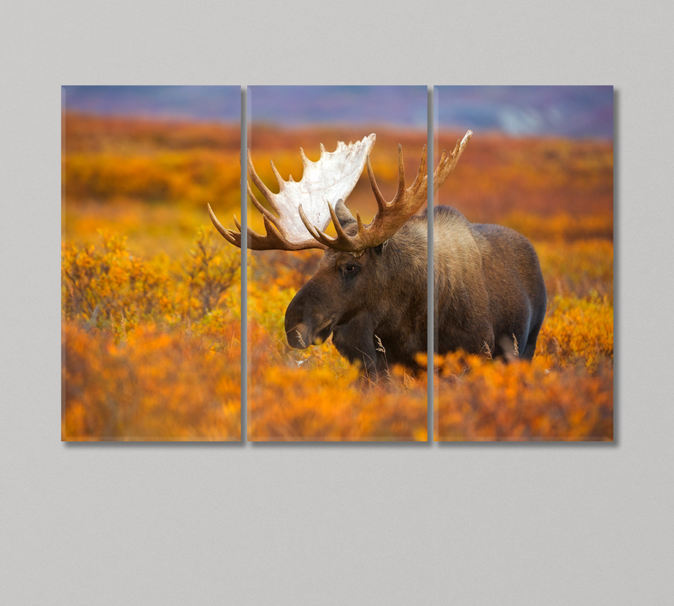 Elk in Autumn Field Canvas Print-Canvas Print-CetArt-3 Panels-36x24 inches-CetArt