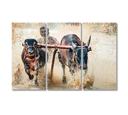 Bullock Race Canvas Print-Canvas Print-CetArt-3 Panels-36x24 inches-CetArt