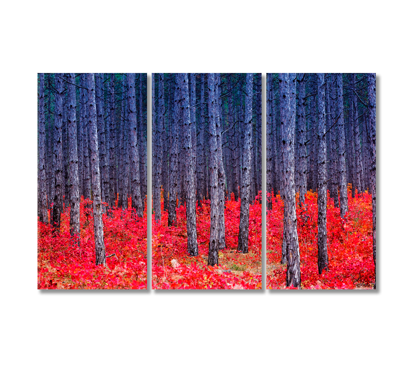 Autumn Birch Forest Canvas Print-Canvas Print-CetArt-3 Panels-36x24 inches-CetArt