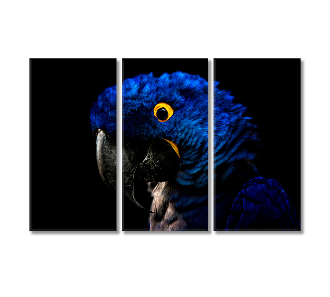 Hyacinth Macaw Parrot Canvas Print-Canvas Print-CetArt-3 Panels-36x24 inches-CetArt