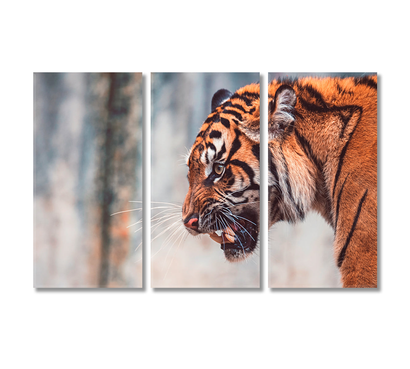 Angry Sumatran Tiger Canvas Print-Canvas Print-CetArt-3 Panels-36x24 inches-CetArt