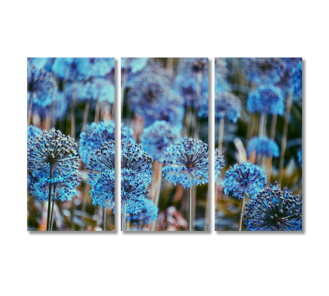 Alliums Flowers Canvas Print-Canvas Print-CetArt-3 Panels-36x24 inches-CetArt