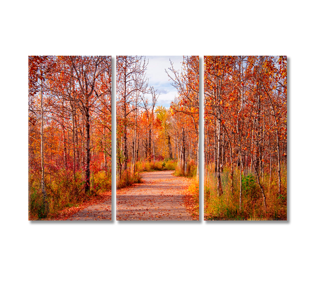 Beautiful Autumn Forest Alberta Canvas Print-Canvas Print-CetArt-3 Panels-36x24 inches-CetArt