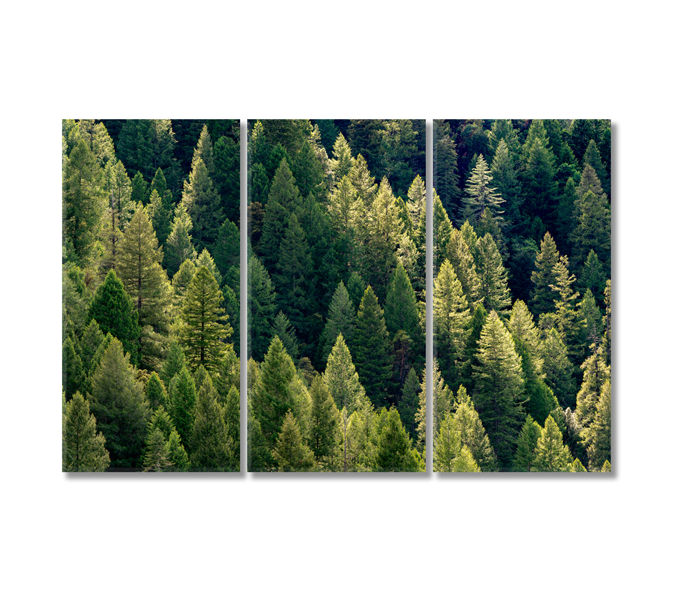 Amazing Dense Forest Canvas Print-Canvas Print-CetArt-3 Panels-36x24 inches-CetArt