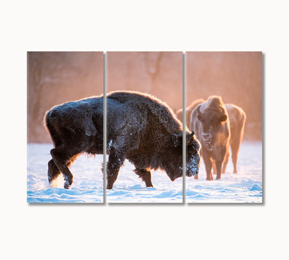 Bisons in the Winter Wild Canvas Print-Canvas Print-CetArt-3 Panels-36x24 inches-CetArt