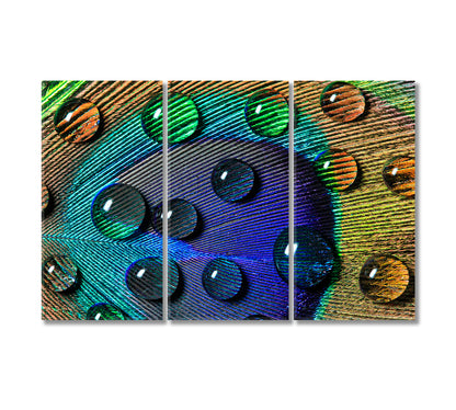 Peacock Feather with Drops Canvas Print-Canvas Print-CetArt-3 Panels-36x24 inches-CetArt