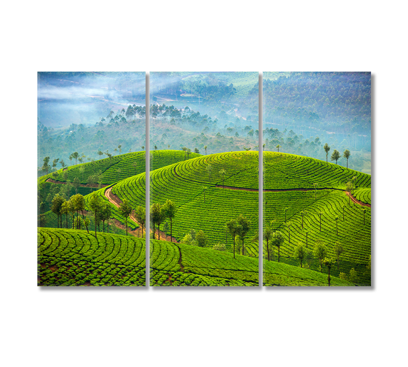 Tea Plantations in Munnar India Canvas Print-Canvas Print-CetArt-3 Panels-36x24 inches-CetArt