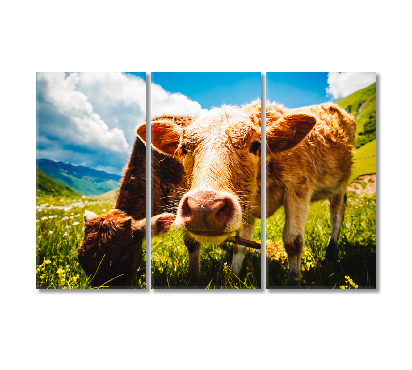 Cows Grazing on Alpine Meadow Canvas Print-Canvas Print-CetArt-3 Panels-36x24 inches-CetArt