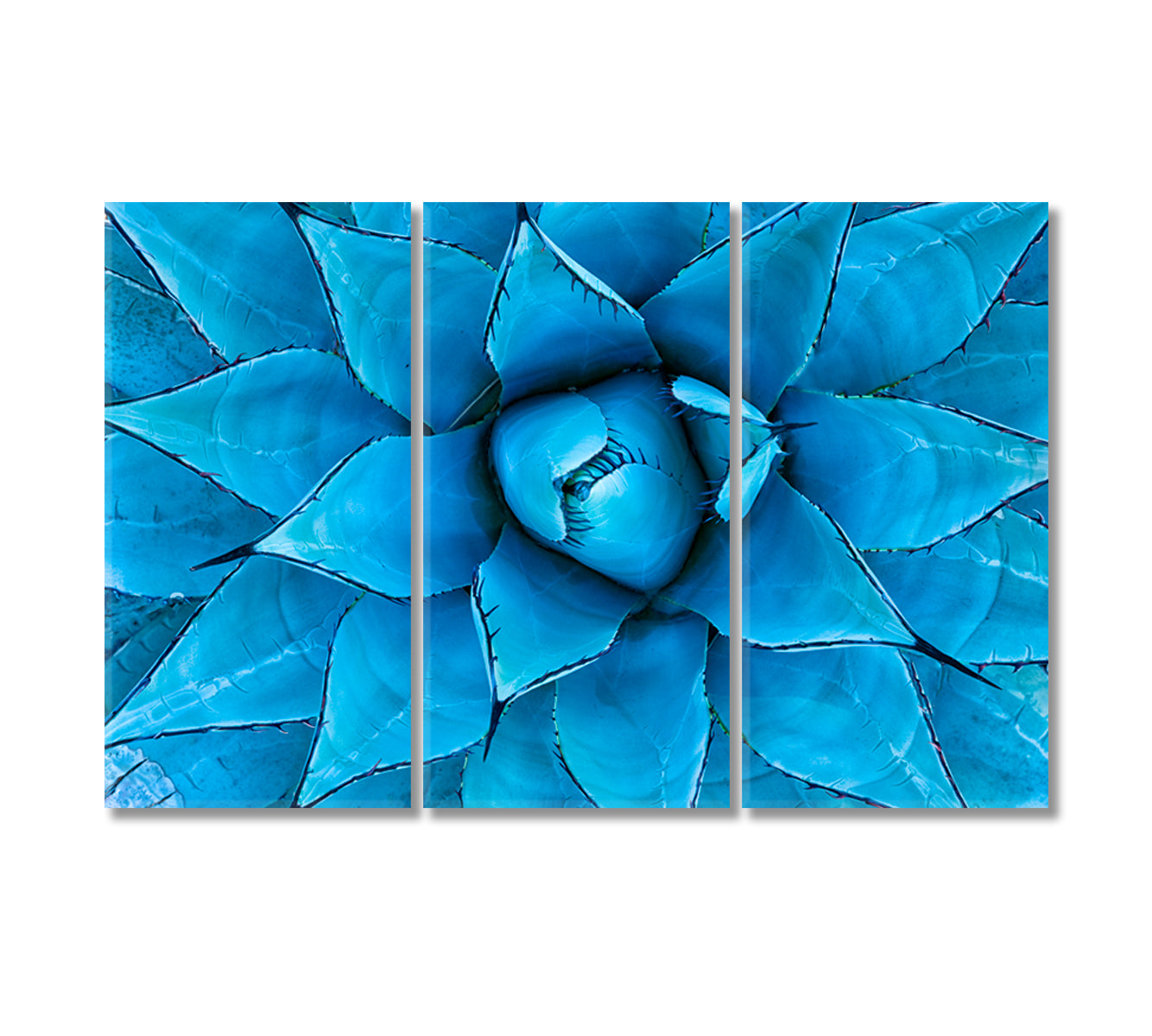 Blue Agave Plant Canvas Print-Canvas Print-CetArt-3 Panels-36x24 inches-CetArt