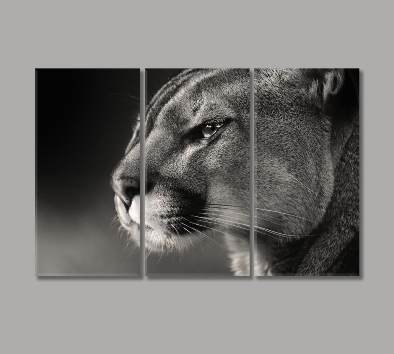 Cougar Face in Black White Canvas Print-Canvas Print-CetArt-3 Panels-36x24 inches-CetArt