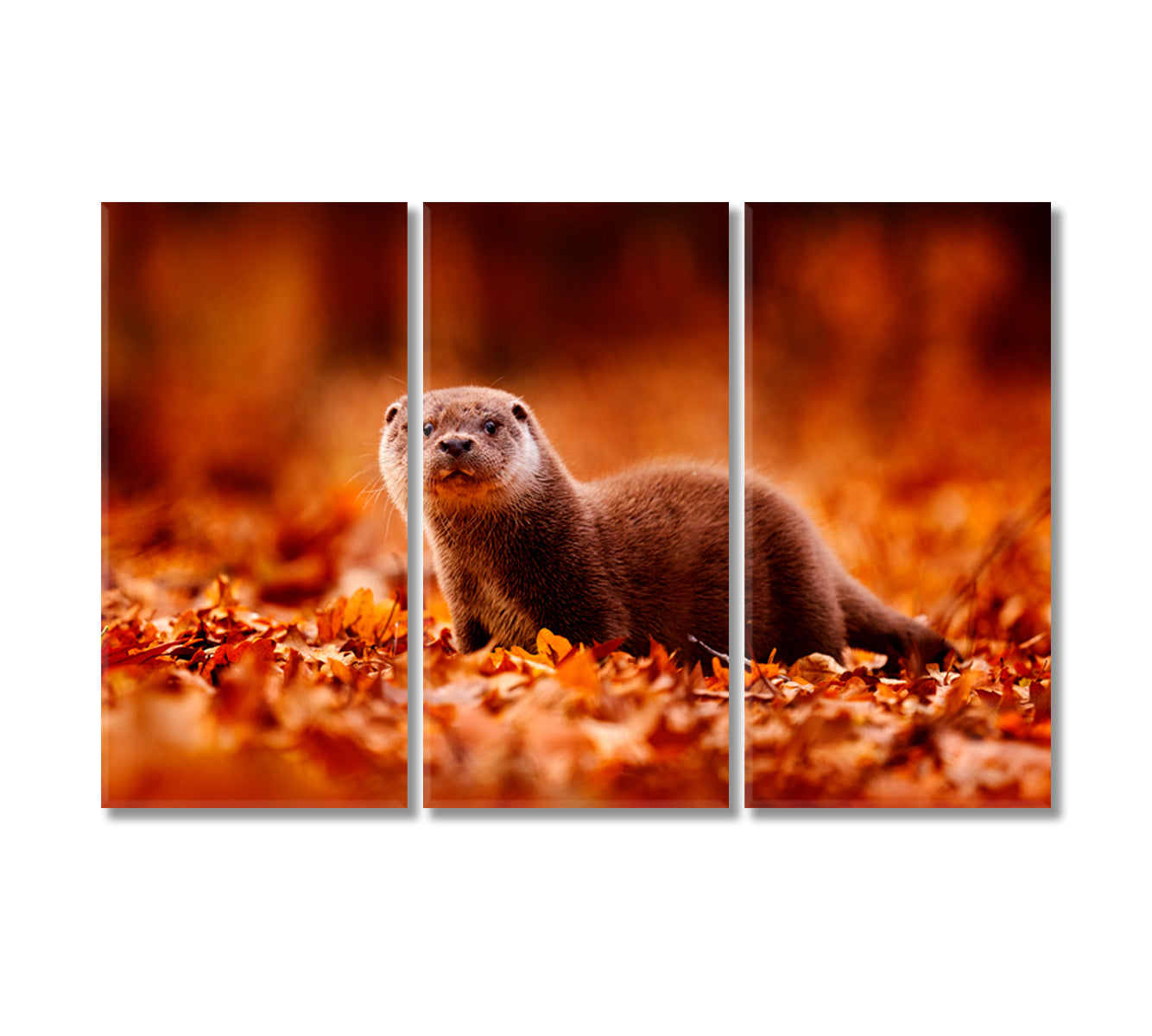 Eurasian Otter in Autumn Leaves Canvas Print-Canvas Print-CetArt-3 Panels-36x24 inches-CetArt