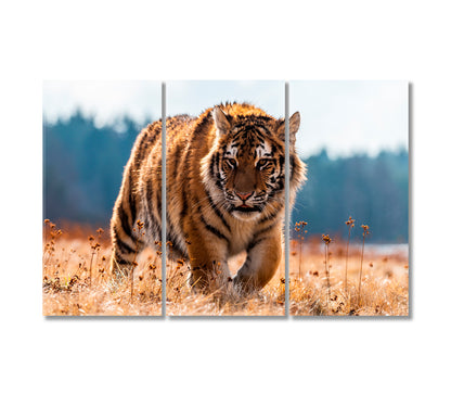 Siberian Tiger Canvas Print-Canvas Print-CetArt-3 Panels-36x24 inches-CetArt
