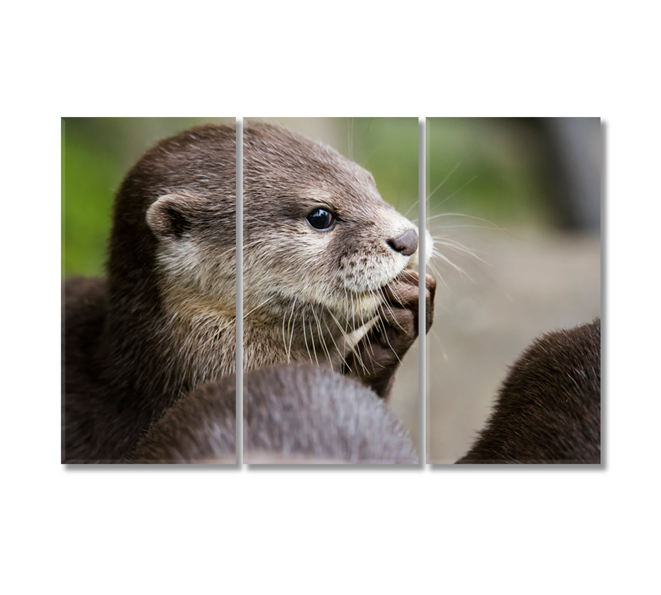 Cute Otter Canvas Print-Canvas Print-CetArt-3 Panels-36x24 inches-CetArt