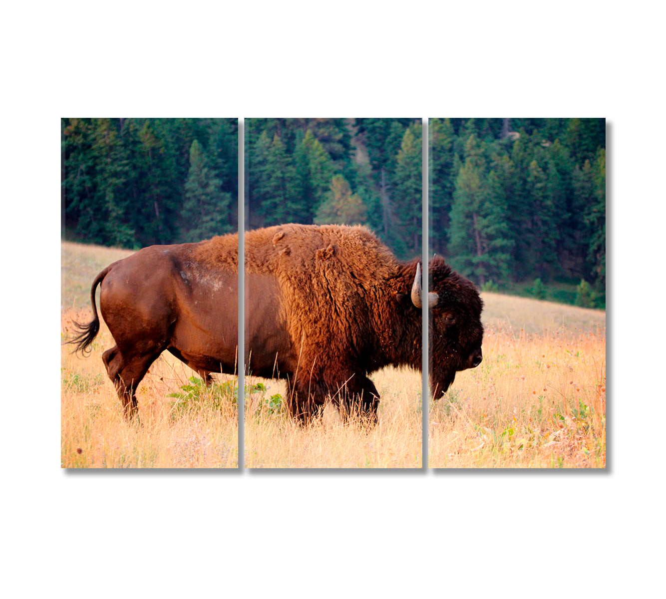 American Bison Buffalo Montana Canvas Print-Canvas Print-CetArt-3 Panels-36x24 inches-CetArt