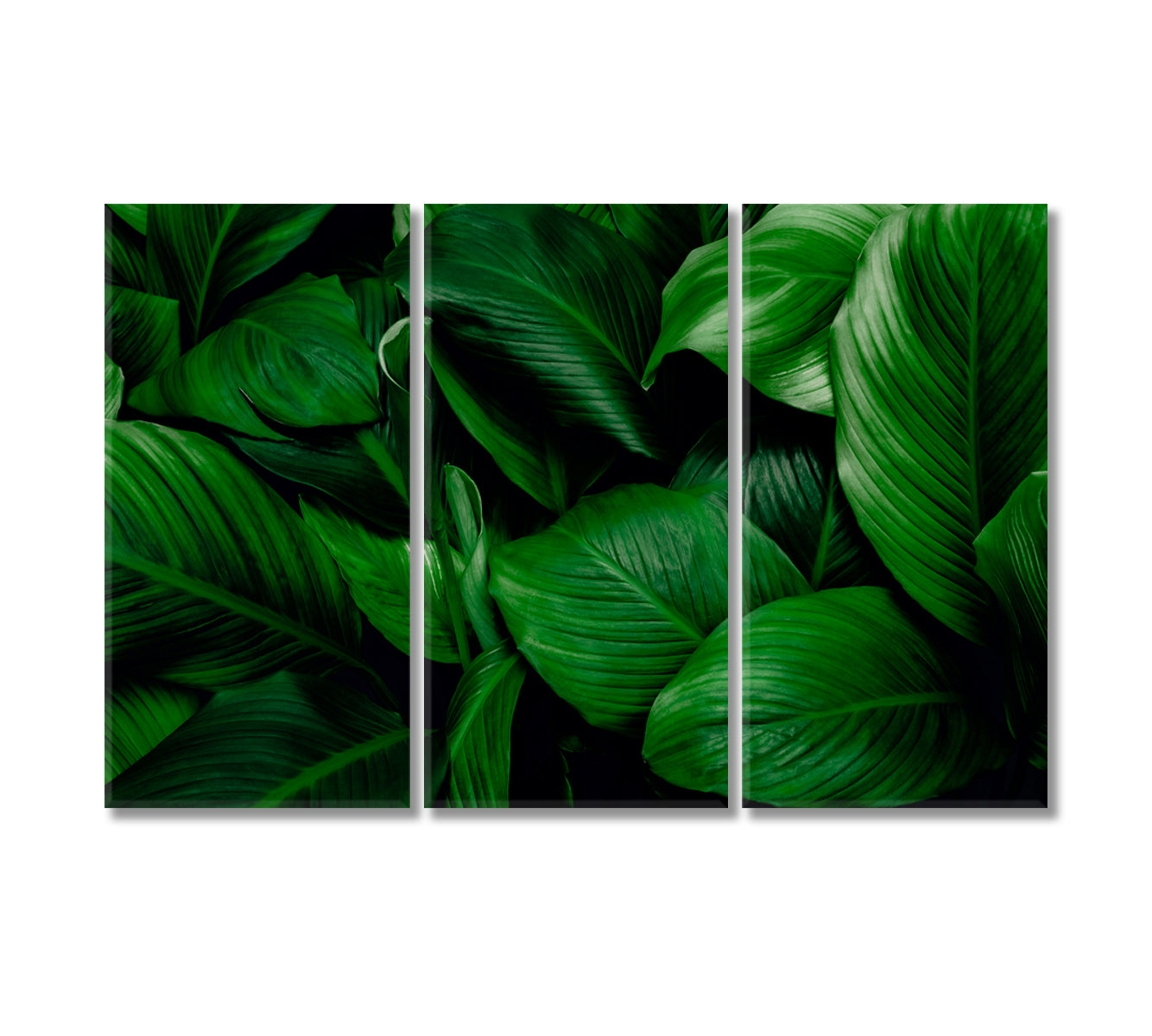 Tropical Leaves of Spathiphyllum Cannifolium Canvas Print-Canvas Print-CetArt-3 Panels-36x24 inches-CetArt