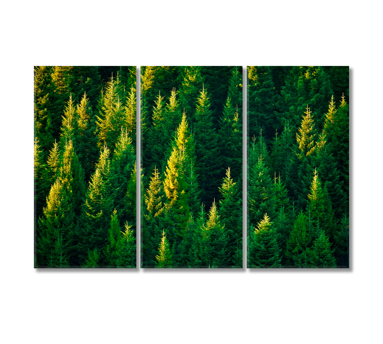 Summer Spruce Forest Canvas Print-Canvas Print-CetArt-3 Panels-36x24 inches-CetArt