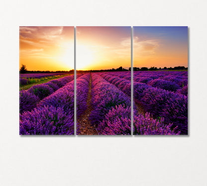 Lavender Field at Sunset Provence France Canvas Print-Canvas Print-CetArt-3 Panels-36x24 inches-CetArt