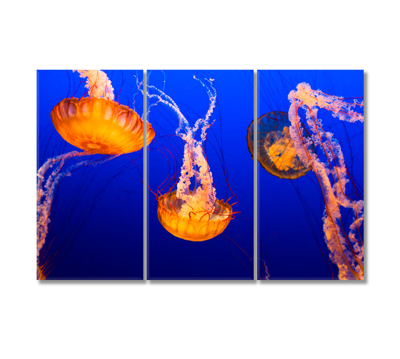 Orange Jellyfish Canvas Print-Canvas Print-CetArt-3 Panels-36x24 inches-CetArt