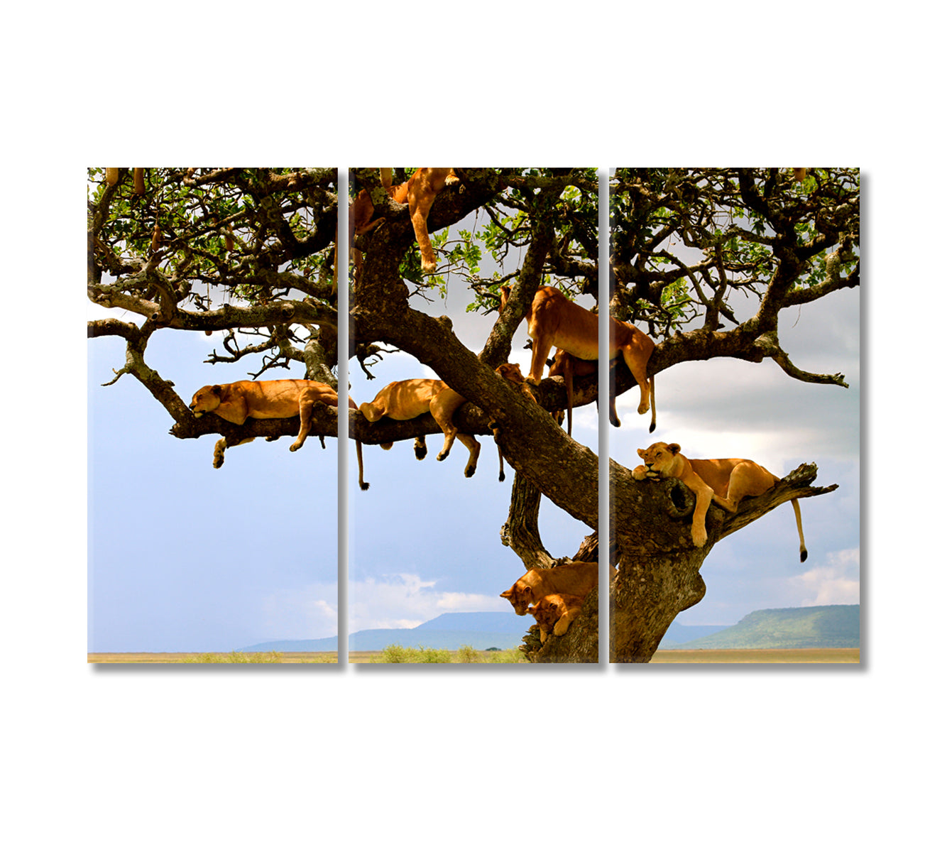 Lion Family on Tree Serengeti Tanzania Canvas Print-Canvas Print-CetArt-3 Panels-36x24 inches-CetArt