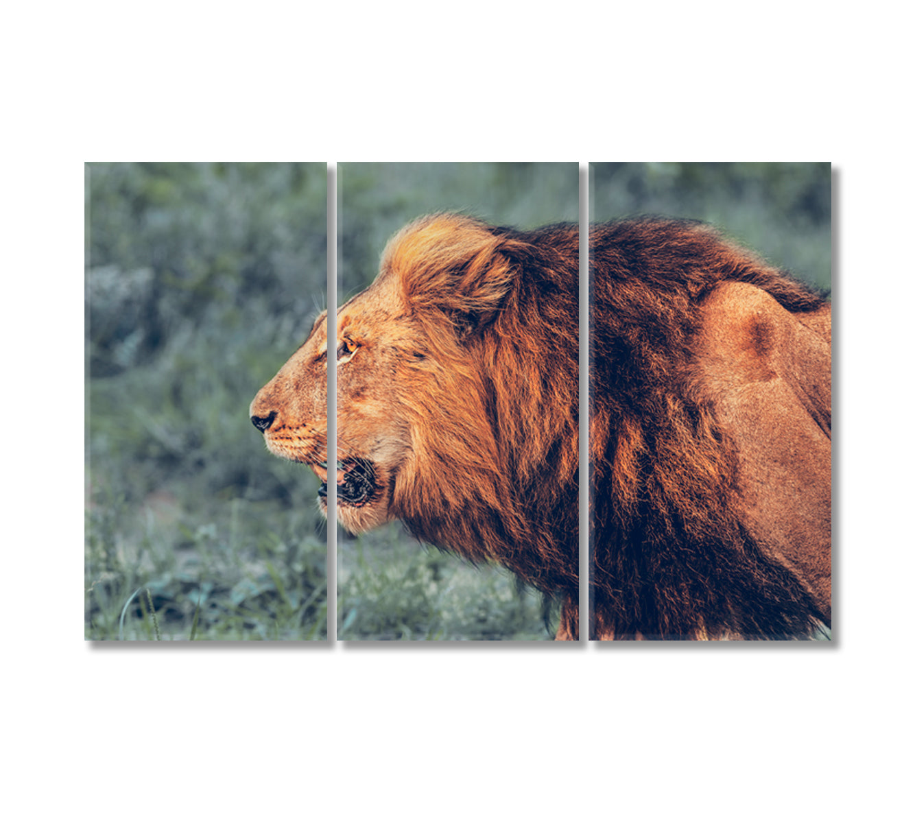 Wild Roaring Lion Canvas Print-Canvas Print-CetArt-3 Panels-36x24 inches-CetArt