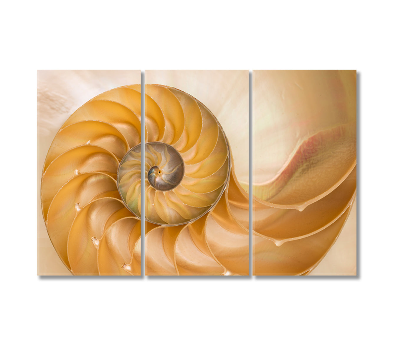 Nautilus Seashell Canvas Print-Canvas Print-CetArt-3 Panels-36x24 inches-CetArt