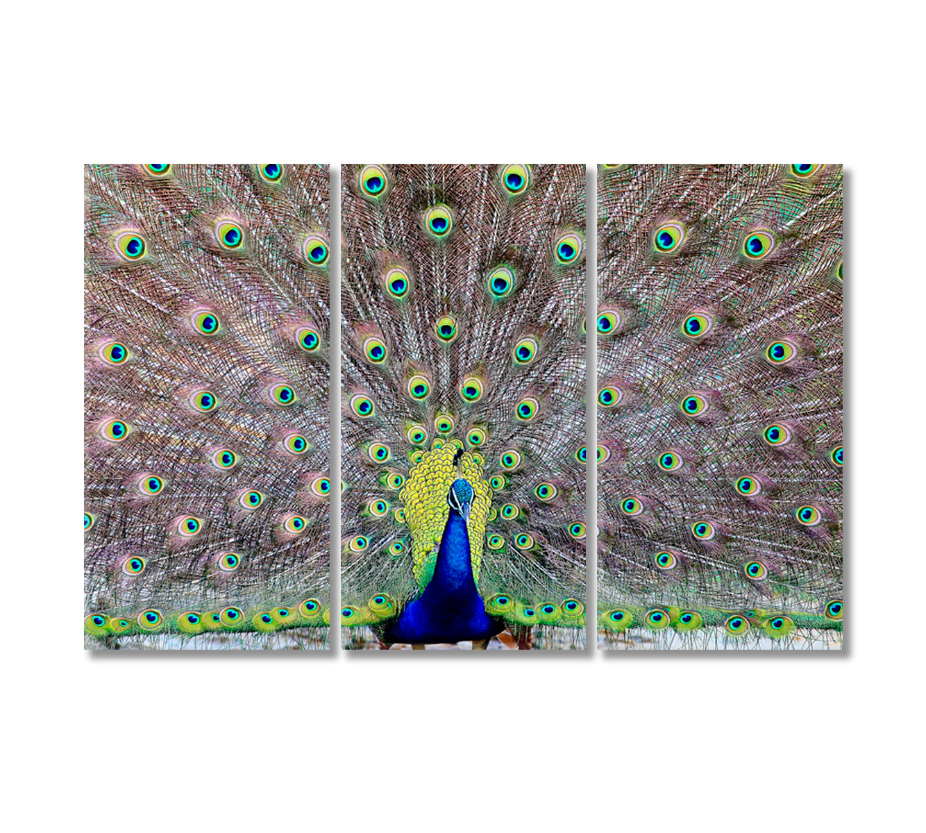 Peacock Showing Off His Tail Feathers Canvas Print-Canvas Print-CetArt-3 Panels-36x24 inches-CetArt