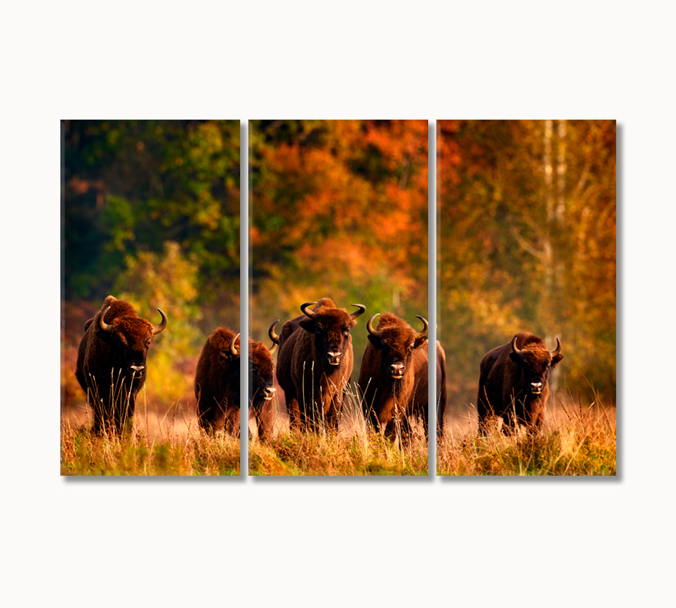 Bison Herd in the Autumn Forest Canvas Print-Canvas Print-CetArt-3 Panels-36x24 inches-CetArt