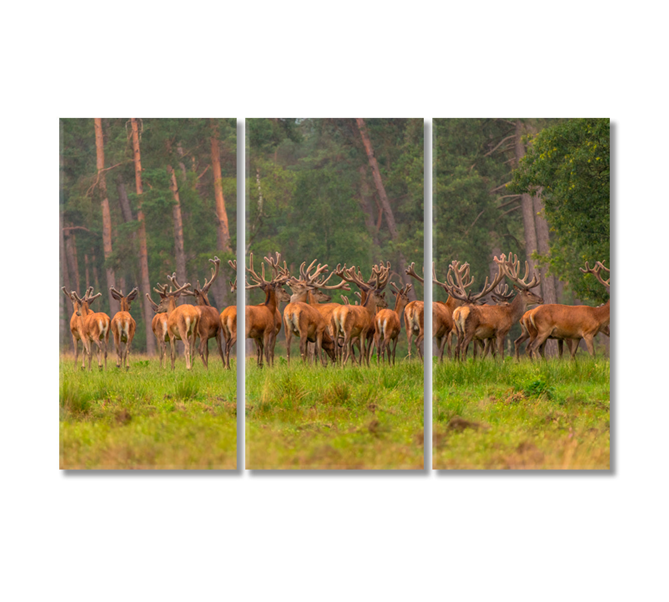 Group of Red Deers in Forest Canvas Print-Canvas Print-CetArt-3 Panels-36x24 inches-CetArt