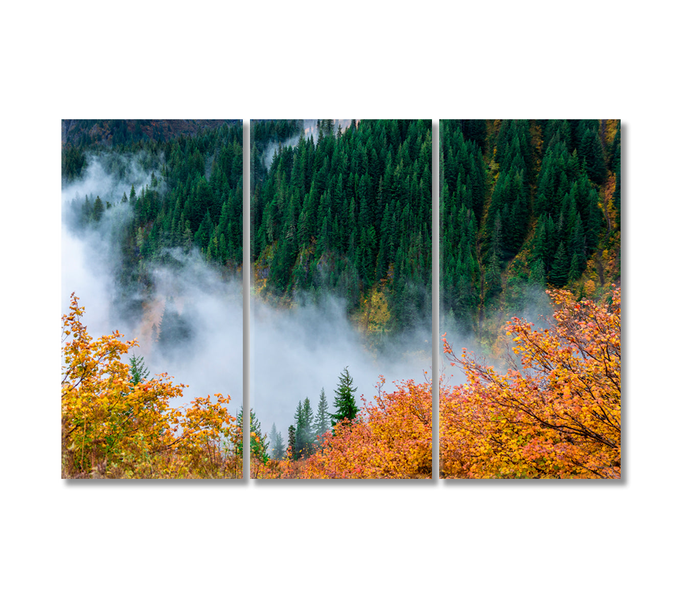 Autumn Forest at Mount Rainier National Park Seattle USA Canvas Print-Canvas Print-CetArt-3 Panels-36x24 inches-CetArt