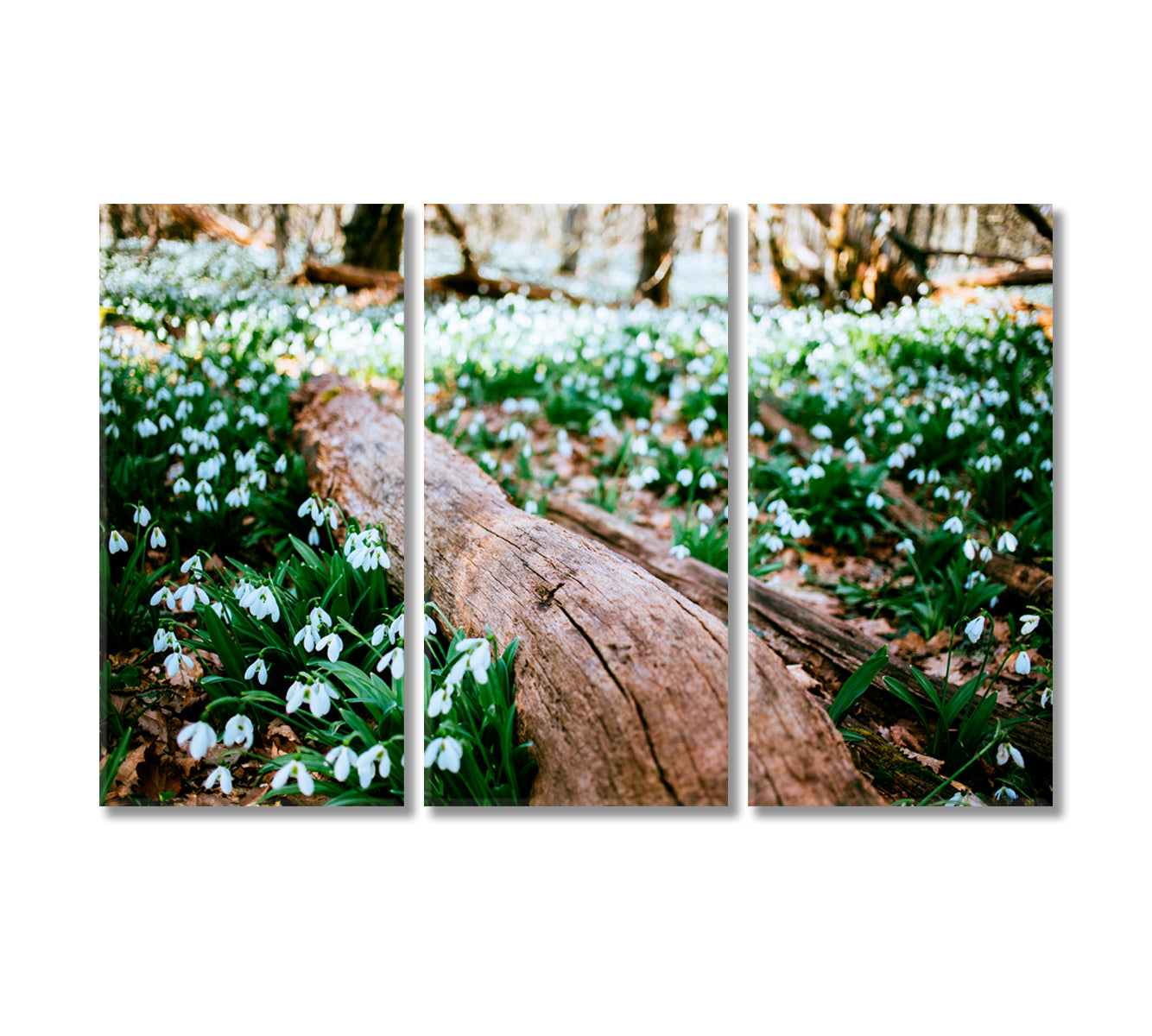 Snowdrops in Forest Canvas Print-Canvas Print-CetArt-3 Panels-36x24 inches-CetArt