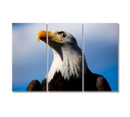 Powerful American Bald Eagle Canvas Print-Canvas Print-CetArt-3 Panels-36x24 inches-CetArt