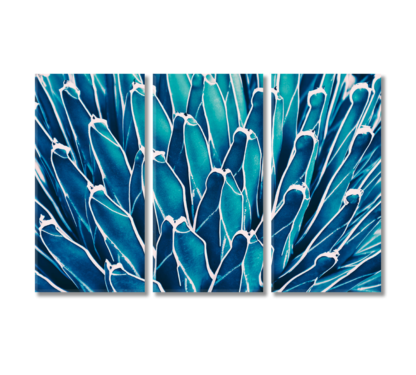 Agave Cactus Canvas Print-Canvas Print-CetArt-3 Panels-36x24 inches-CetArt