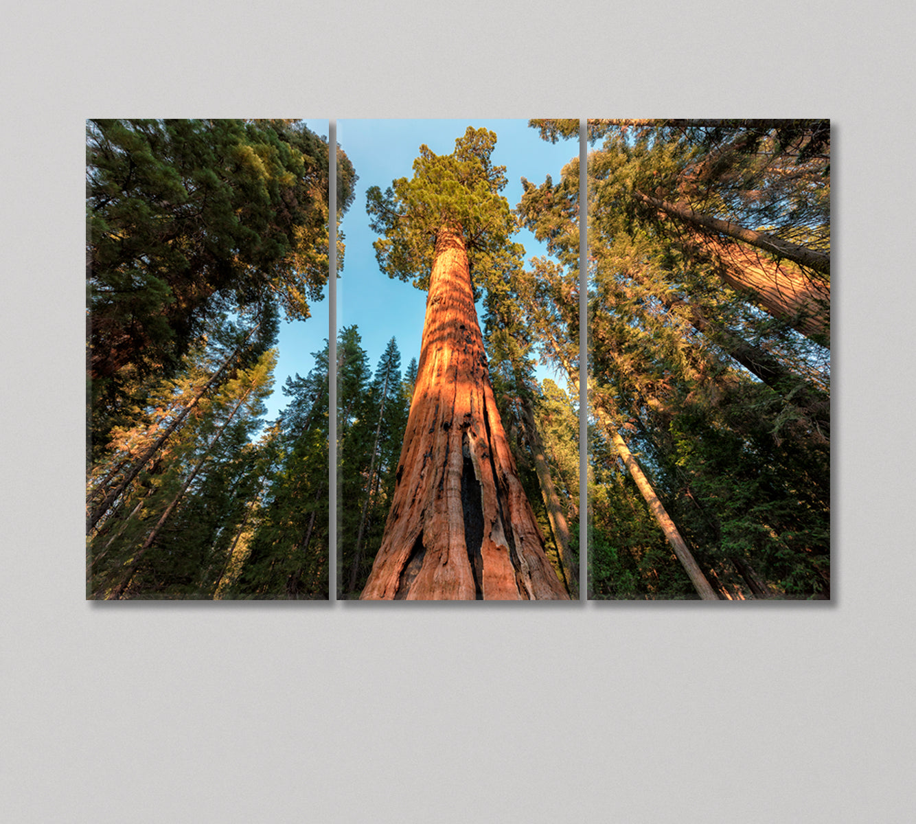 Giant Sequoia Trees Canvas Print-Canvas Print-CetArt-3 Panels-36x24 inches-CetArt