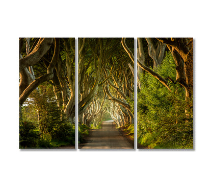 The Dark Hedges Northern Ireland Canvas Print-Canvas Print-CetArt-3 Panels-36x24 inches-CetArt