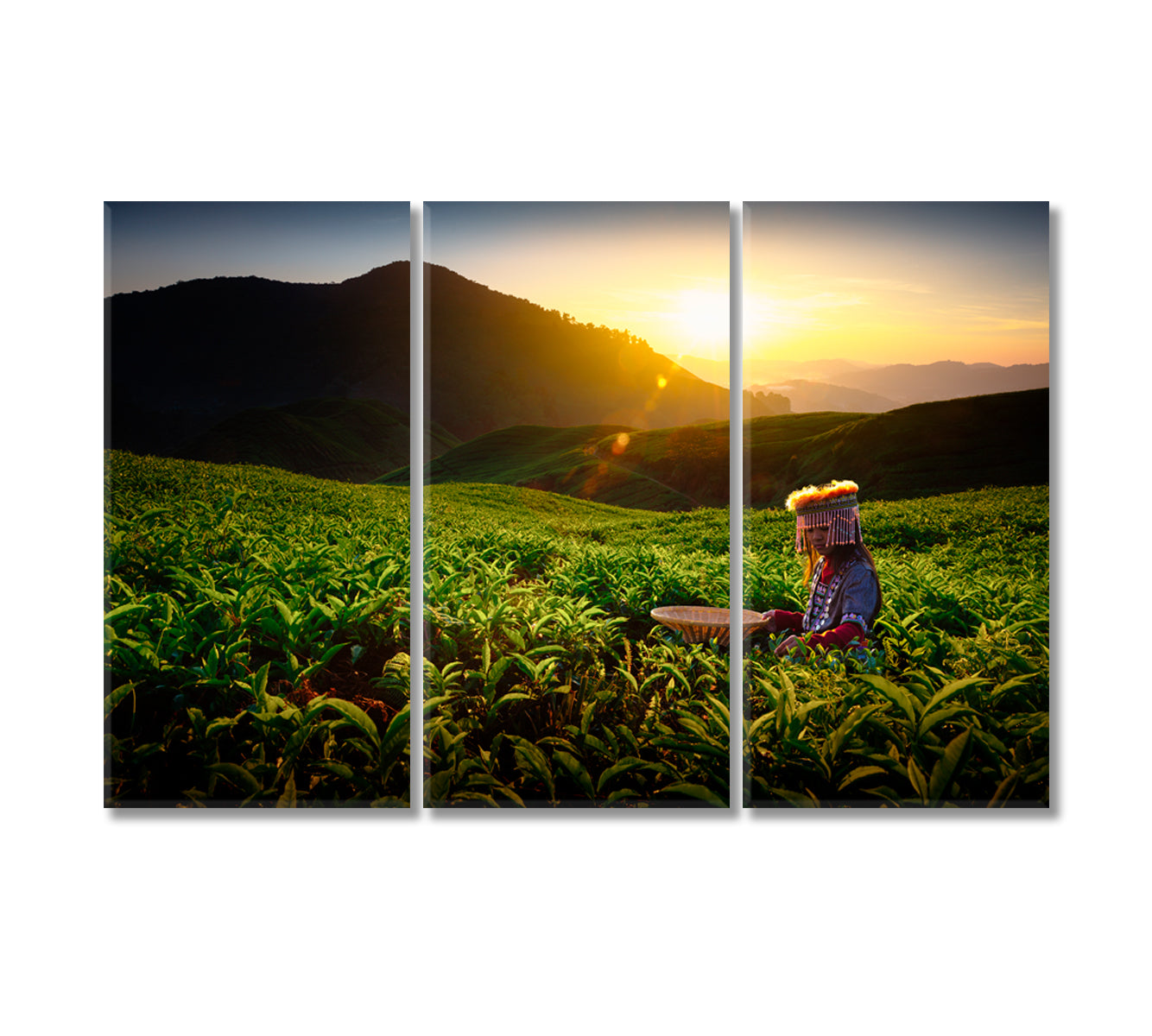 Sungei Palas Tea Garden Malaysia Canvas Print-Canvas Print-CetArt-3 Panels-36x24 inches-CetArt