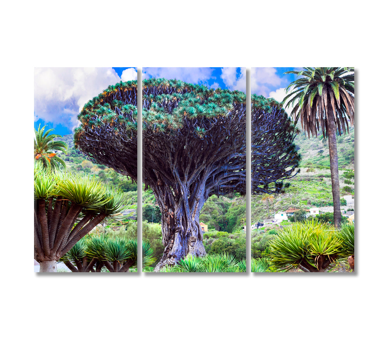 Dragon Tree Canary Island Tenerife Canvas Print-Canvas Print-CetArt-3 Panels-36x24 inches-CetArt