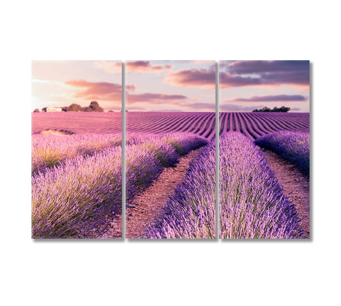 Provence Lavender Field at Sunrise France Canvas Print-Canvas Print-CetArt-3 Panels-36x24 inches-CetArt